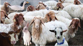 Cute Little Farm Animals , Sheep Sound , Rabbit , Cow Videos , Goat , Duck , Dog , Lambs