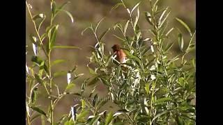 Common Rosefinch in a patch of willow by a Spiti stream