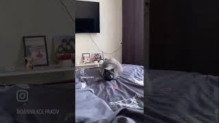 Забавный кот, который не даст заскучать)не забудьте оценить видео и подписаться на котика #shorts