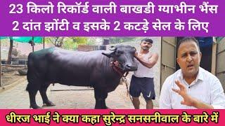 23 किलो रिकॉर्ड वाली भाखड़ी ज्ञाभिन भैंस धीरज 9728985655,Buffalo ,bull,viraj dairy farming, dairy