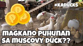 EP108 - MUSCOVY DUCK BUSINESS, MAGKANO PUHUNAN SA BIBE #Kaducks