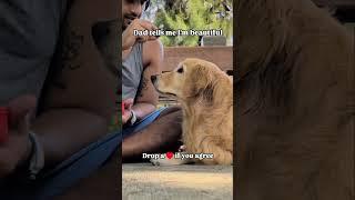 ‼️DO YOU AGREE WITH DAD‼️#dog #pets #puppy #retriever #goldenretriever #doglife #dogshorts #fyp