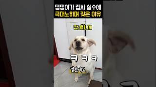 댕댕이가 집사의 실수에 극대노 하며 짖은 이유 #강아지 #재미있는개