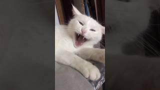 Кулачок от Саши #live #love #cute #cat #youtubeshorts #like #catshorts