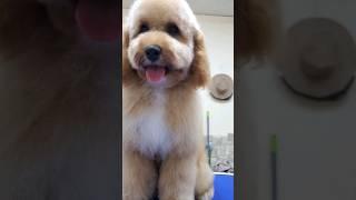 Филя ️ #богородское #зоосалон #петнишко #grooming #пудель #best #shorts #reels #преображенка #like