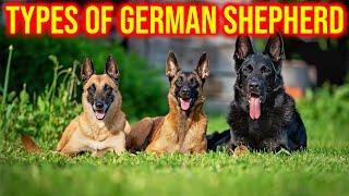 The 5 Types of German Shepherd And Their Characteristics/Amazing Dogs