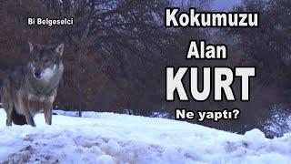 KOKUMUZU ALAN KURT NE YAPTI? / The Wolf Smelled our Scent !