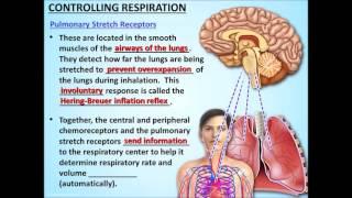 Respiratory System Lesson #4 PowerPoint (by Tangstar Science)