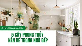 5 Cây Phong Thuỷ Nên Để Trong Nhà Bếp | Cây Cảnh Mini SG