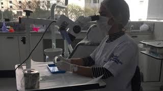 Hands on Microscopia Clínica e Ultrassom em Endodontia