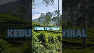 KEBUN TEH VIRAL