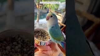 Попугайчик улетел из дома, но мужчина нашел его и спас