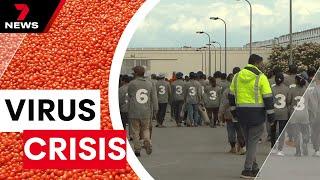 Tomato virus crisis: Hundreds of Perfection Fresh workers sacked | 7NEWS