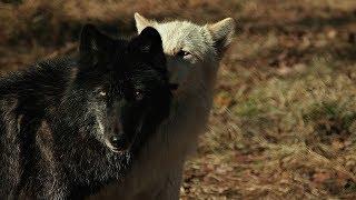 Our Work to Preserve Wolves’ Rightful Place in the Environment