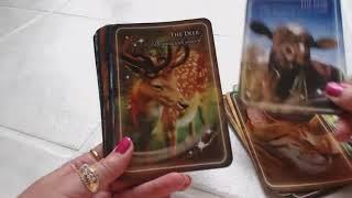 Traceyhd's Review Of The Animal Whispers Empowerment Cards