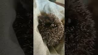 Самое милое видео