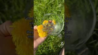 Dandelions: Heart Medicine #herbal #foryou #spring #knowledge