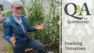 Q & A: Feeding Tomatoes