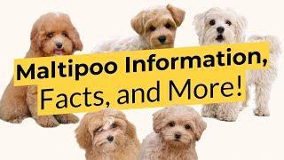 Maltipoo Information, Facts, and More! 