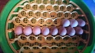 Partie 1: Mise en incubation des œufs de poules