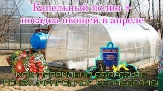 Посадка помидоров и перцев в апреле в теплицу / Удобрения