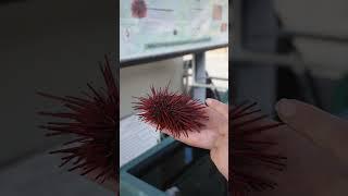 Red Sea Urchin Cultural and Culinary Use - Telonicher Marine Lab  #seaurchin #uni #echinodermata