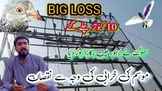 Big Loss 10 Kabootar Chale Gaye / khokhar pigeons club / kabootar lovers / kabootar online