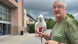 (Old Video) Onni Cockatoo, A Quick Visit To Petsmart