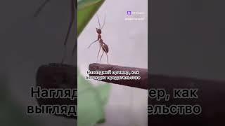 #муравьи
