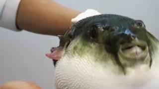 Another Puffer Fish Eating Carrot