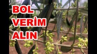 Zeytin Gelişiminde Humik Asit Ne İşe Yarar? Humik Asit Nedir? Nasıl Kullanılır? Şeker Gübre Atımı?