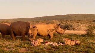 Rhinos can smell a predator but cant see the predator