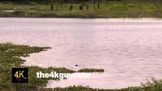 4K UHD 60fps - American alligator (Alligator mississippiensis) in marsh with white egrets