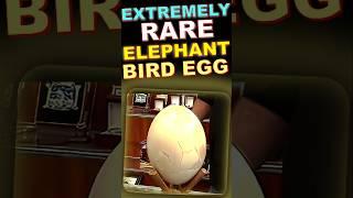 EXTREMELY Rare Elephant Bird egg at Pawnshop