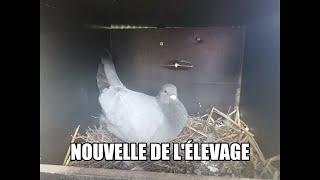 Nouvelle de l'élevage