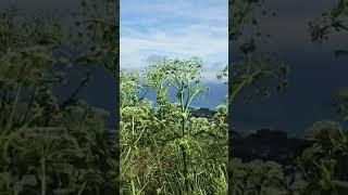 제주의 전경이 한눈에 펼쳐지는 이곳, 푸른 바다와 초록 오름 사이로 흐르는 구름마저 그림 같다.#제주#제주여행 #제주풍경#구름#제주뷰맛집 #자연#제주감성#제주도 #오름뷰#jeju