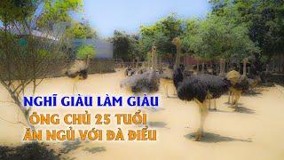 Chia sẻ kỹ thuật nuôi đà điểu từ cách chăm sóc, thức ăn đến phòng và trị bệnh