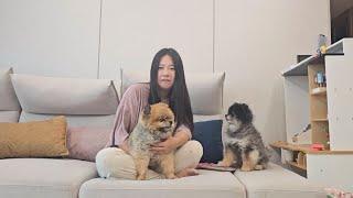 사실 오쏠이가 심장병이에요..