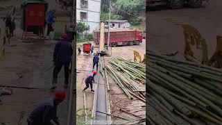 Process Of Crushing Moso Bamboo !