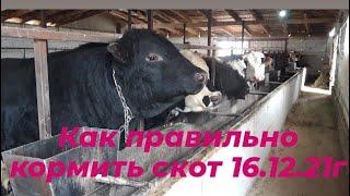 Откорм быков. Как правильно кормить бычков. мой опыт.fattening bulls