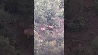 Always chasing big bulls! #hunting #tripod #goinghunting #wildlife