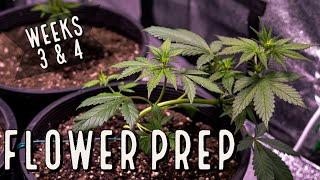 Season 3 (Weeks 3 & 4): Flower Prep and Catastrophe
