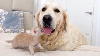 KITTEN's Adorable Confusion: Golden Retriever as MOM