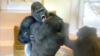 Intense Silver Back Gorilla fight in a Kentucky Zoo!