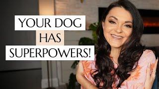 The Superpowers of Dogs Explained! Every Dog Owner Should Know About This!