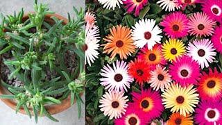 How to grow ice plant from seeds