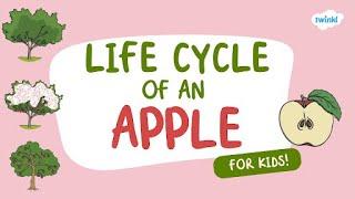 Life Cycle of an Apple for Kids!  | Learn About Apples | Twinkl USA