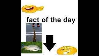 fact of the day meme (extended)