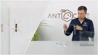 ANTCUBE Ameisen Ausbruchsschutz