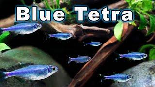 Blue Tetra Care and Breeding: Check Out This Active and Confident Tetra!